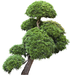 小·邪恶采集到植物