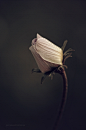来自艺术家yavuzselimturan 的安静温暖的植物静物摄影，一组关于自然生命的唯美阐述。

