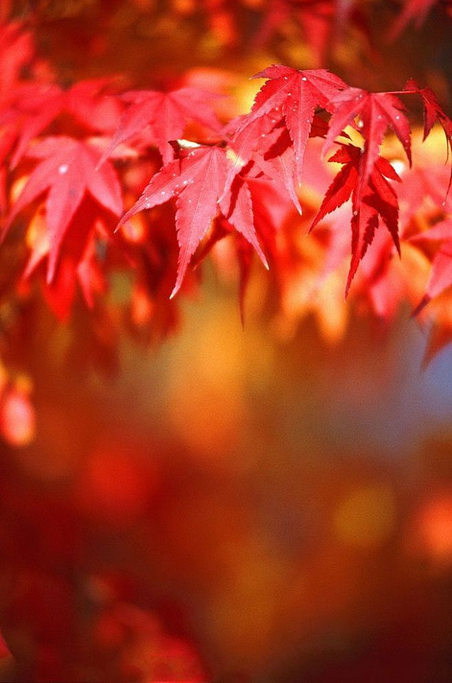 又是一年枫叶季短暂绯红炫目红尘惋惜间步入飘零