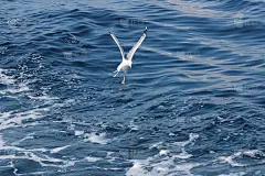 海鸥在蓝色背景的海面上飞翔