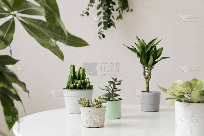 房间内各种绿色植物的特写视图