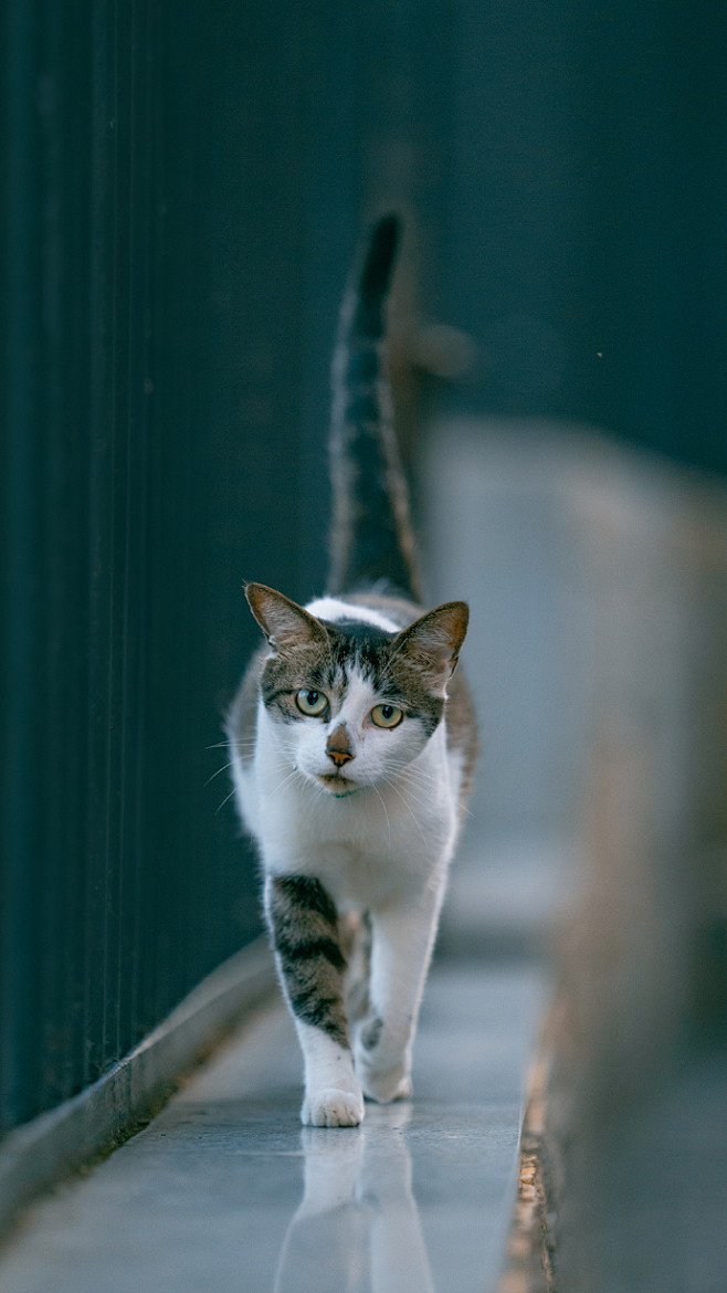 盛夏里的鼓浪屿之猫 2厦门·鼓浪屿 ​​...