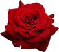 红色玫瑰花朵免扣素材