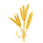 小麦麦穗金色麦子粮食节气芒种矢量装饰元素