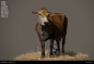 priya-johal-tlou2-cow-03