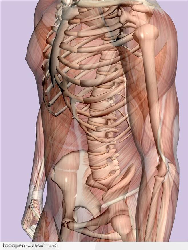 人体肌肉骨骼-骨骼肌肉侧面