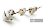 Flowers: Cotton - 创意图片 - 视觉中国