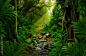 Southeast Asian rainforest with deep jungle