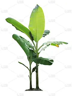 香蕉树在白色的背景上被隔离，园林设计有切割路。容易种植的热带经济作物产量快
