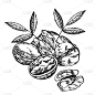 Hand drawn sketch style walnuts illustrations. Ill