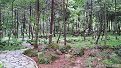 大森林景观采集到森林公园
