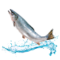 Fresh fish jumping action: 13 thousand results found in Yandex Images