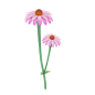 紫锥菊 3D 图标