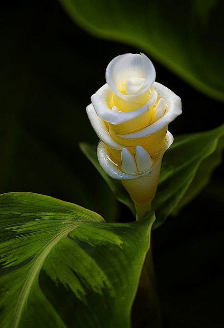 ✯ Ginger Flower, Fai...