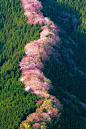 日本奈良县吉野山以樱花而闻名，被三万棵樱花树覆盖的山，待到樱花烂漫时，真的好美～