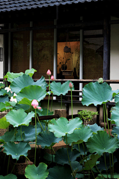 早川桃子采集到花～～～