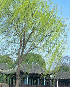 阿淅c采集到古风场景