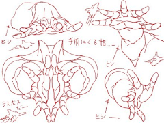 薄壳栗采集到教材