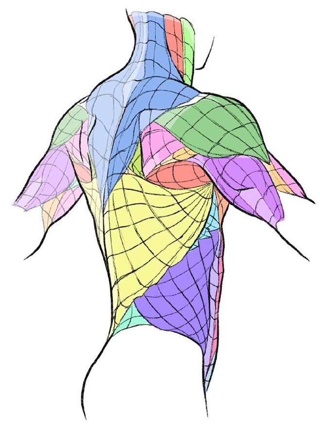 人体绘制/人体肌肉/人体教程 人体结构 ...