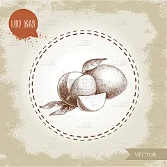 手绘芒果的叶子和切片。素描风格矢量水果插图上粗糙的老背景。生态食品。