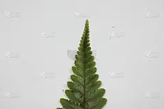 白色背景上的蕨类植物的叶子