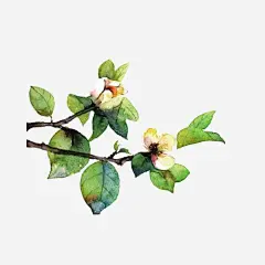 两枝唯美水彩白茶花插画 免抠png 设计图片 免费下载 页面网页 平面电商 创意素材