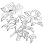 白描芍药画法