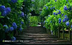 美丽清雅 绣球花桌面高清壁纸