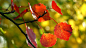 red_autumn_leaves-2012_Macro_Photography_Featured_Wallpaper_1920x1080.jpg