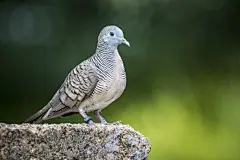 鸽子高清摄影素材