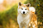 秋田犬（忠犬八公）
特点：个性沉稳，感情细腻丰富，果断勇敢，平常比较和善。

优点：服从性高，安静，爱干净，适应性强

缺点：好胜心强，过于热情