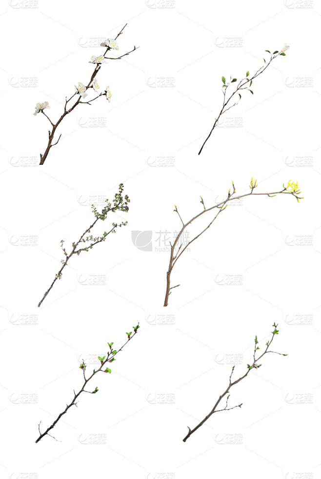植物通用实景细树枝元素素材