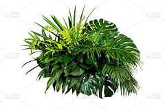 tsprite采集到Z————植物类素材