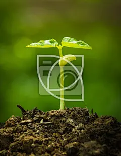 Green sprout growing from seed #苗 / 草 / 叶 / 果#