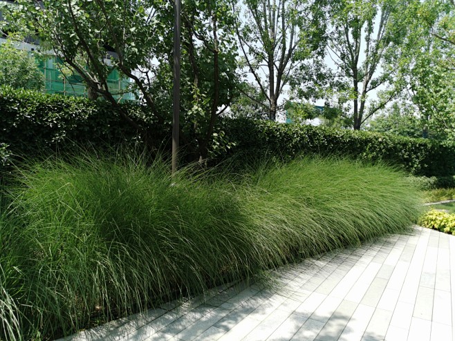 细叶芒
