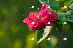 九重葛 花朵 花壁纸 粉红色的花朵 花园 花卉背景 盛开 植物群