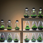 Mosslight-LED : コケ植物とLED照明器具で、癒やされるインテリア空間を演出し楽しんでいます。