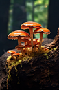 AI数字艺术高清野生菌子蘑菇摄影图片-众图网