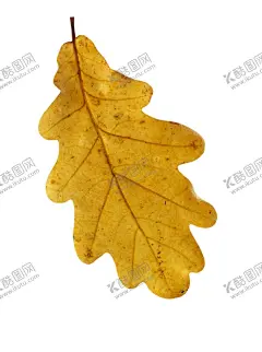 枫叶 【酷图网】枫叶,枫树叶子,枫树树叶,枫叶素材,枫叶元素,枫叶底纹,枫叶背景,枫叶设计,秋天元素,秋天素材,秋天枫叶,落叶,落叶素材,红枫叶,红色枫叶,枫叶插画,落叶插画,叶子,叶子素材,叶子元素,叶子插画,枫叶林,一片枫叶,一片叶子,一片落叶,秋天落叶,手绘枫叶,卡通枫叶,枫叶纹理,秋叶