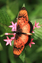 Natal Acraea Butterfly (St Lucia), South Africa