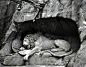 [#创意汇# 垂死的雄狮] 卢塞恩垂死的狮子像是位于瑞士城市卢塞恩的一座负伤狮子的雕像，它是世界上最著名的纪念物之一。这座雕像由丹麦雕塑家巴特尔·托瓦尔森设计，用以纪念在法国大革命时期，为保卫路易十六而死的瑞士雇佣兵。仔细观察狮子面部形态， 尤其是紧蹙的眉头， 那种悲伤与不甘的感觉震撼人心。马克·吐温曾称赞它为“世界上最哀伤、最感人的石雕”。