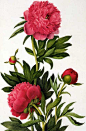 Peony: 