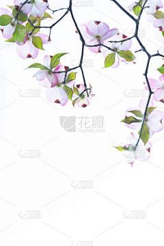 爱丽丝丝33采集到海棠