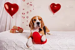 一只比格猎犬，白色格子图案上有一颗红心。房间里装饰着气球，这是礼物。情人节贺卡，生日贺卡，婚礼贺卡