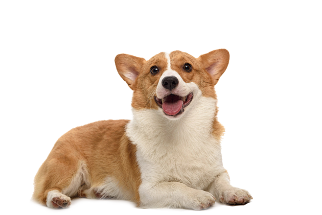 狗狗png