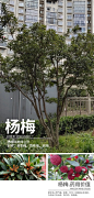 干货 | 具有药用价值的园林植物 : MIND STUDIO出品 |植物分享