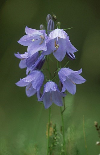 Campanula rotundifol...