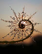 Sun Chakra Photo by Saefull Regina — National Geographic Your Shot : part of dandelion on the morning