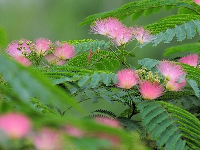 合欢花（拉丁学名：Albizzia julibrissin Durazz.）是豆科，合欢属落叶乔木，喜温暖湿润和阳光充足环境，气微香，味淡 ...