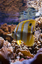 *Butterfly Fish